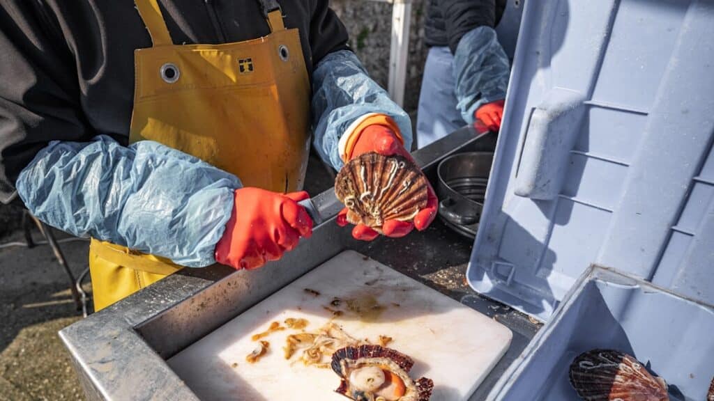 découvrez tout sur les moules, de leur habitat à leur préparation culinaire. apprenez les meilleures recettes et astuces pour déguster ce délice de la mer, riche en saveurs et en bienfaits nutritionnels.